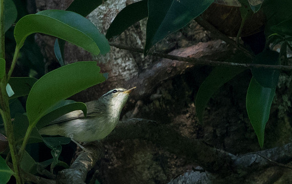 Arctic warbler (Phylloscopus borealis)