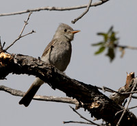 Greater pewee (Contopus pertinax)