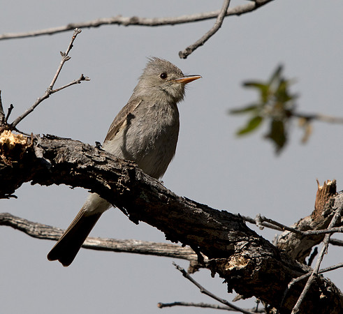 Greater pewee (Contopus pertinax)