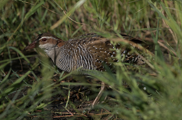 Buff-banded rail (Gallirallus philippensis)