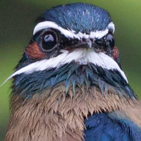 Whiskered treeswift (Hemiprocne comata)