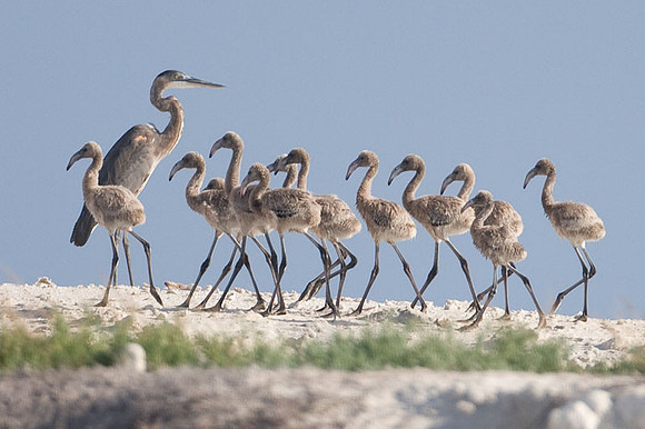 American Flamingo (Phoenicopterus ruber) chicks