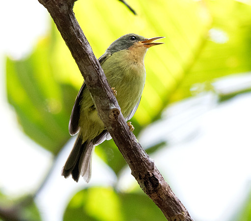 Ruby-cheeked sunbird (Chalcoparia singalensis) Female