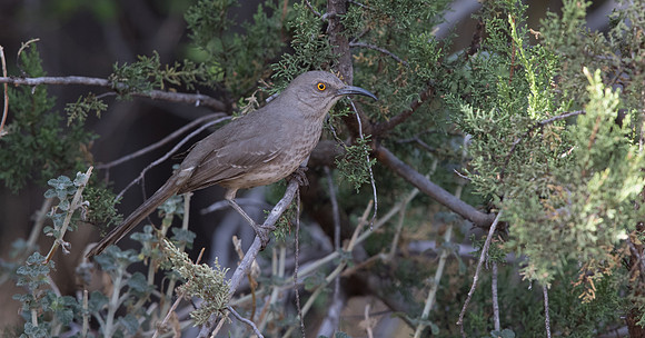 Curve-billed thrasher (Toxostoma curvirostre)