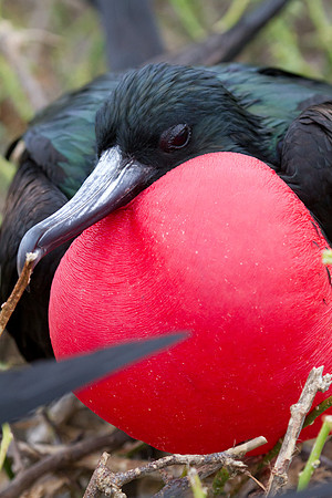 Magnificent Frigatebird (Fregata magnificens)