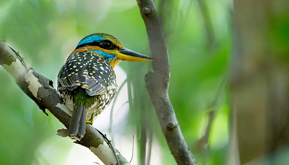 Spotted wood kingfisher (Actenoides lindsayi) Male