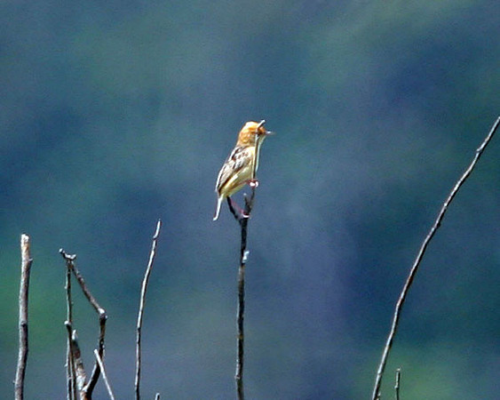 Golden-headed Cisticola (Cisticola exilis) also known as Bright-headed Cisticola