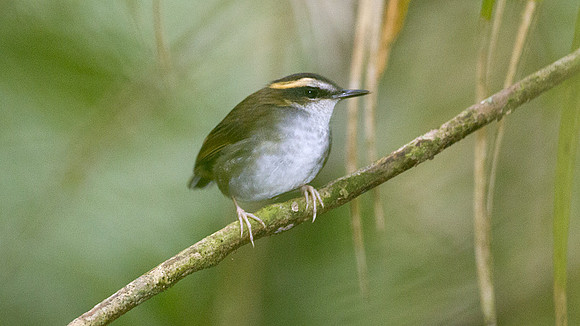 Bornean Stubtail (Urosphena whiteheadi)