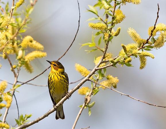 Cape May warbler (Setophaga tigrina) Male