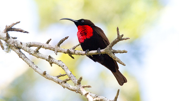 Scarlet-chested Sunbird (Chalcomitra senegalensis)