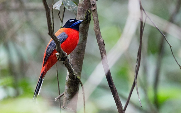 Scarlet-rumped trogon (Harpactes duvaucelii) Male