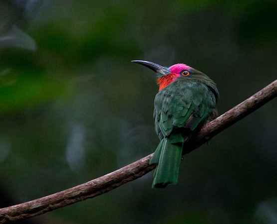 Red-bearded bee-eater (Nyctyornis amictus) Male