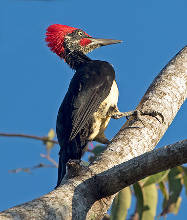 White-bellied woodpecker  (Dryocopus javensis) Male