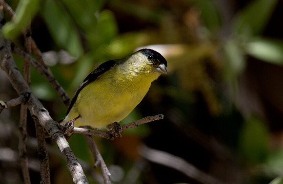 Lesser Goldfinch (Spinus psaltria) Male
