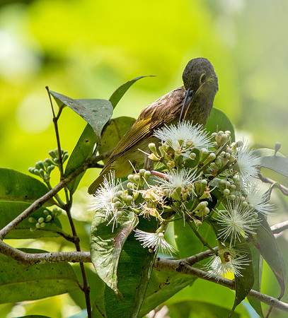 Yellow-eared spiderhunter (Arachnothera chrysogenys)