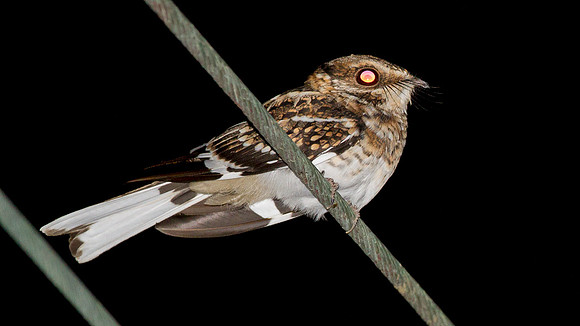White-tailed Nightjar (Caprimulgus cayennensis)