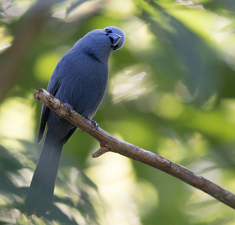 Blue paradise flycatcher (Terpsiphone cyanescens) Male