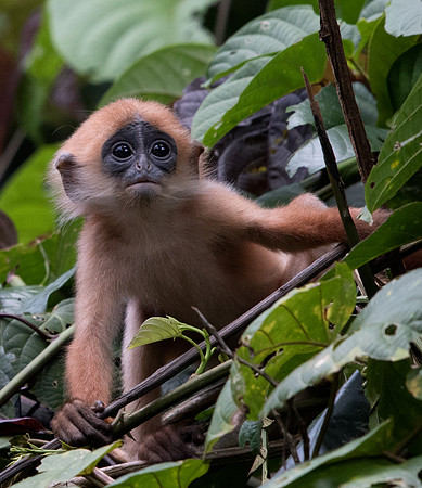 Maroon langur (Presbytis rubicunda)