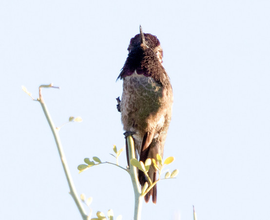 Costa's hummingbird (Calypte costae) Male