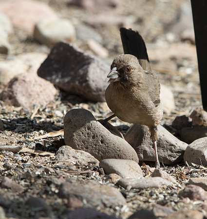 Abert's towhee (Melozone aberti)