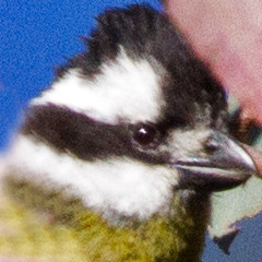 Shrike-tit (Falcunculus frontatus)