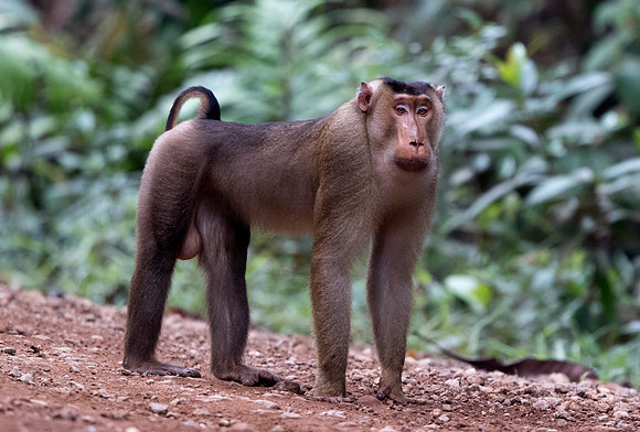 Southern pig-tailed macaque (Macaca nemestrina) Male