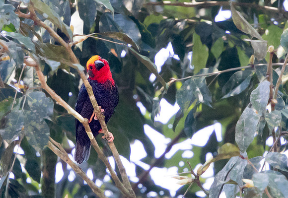 Bornean bristlehead (Pityriasis gymnocephala)