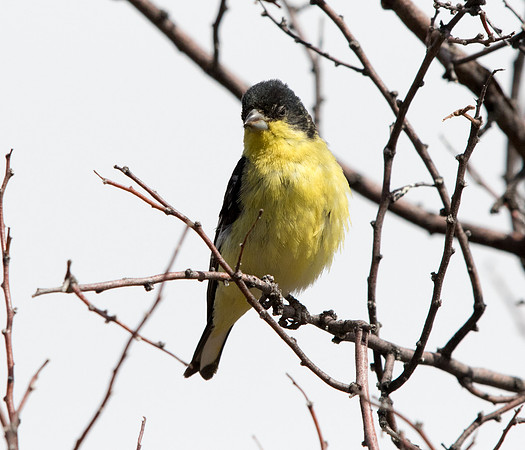 Lesser Goldfinch (Spinus psaltria) Male