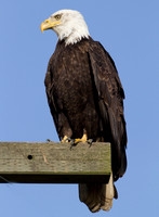 Bald Eagle (Haliaeetus leucocephalus)