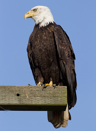 Bald Eagle (Haliaeetus leucocephalus)