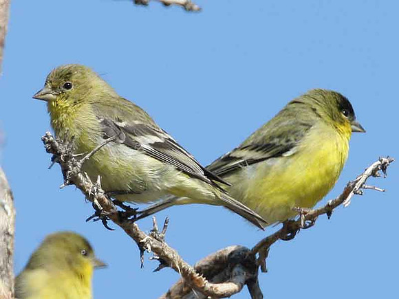 Lesser Goldfinch (Carduelis psaltria) also known as Dark-backed Goldfinch