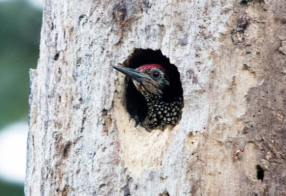 Luzon flameback (Chrysocolaptes haematribon)
