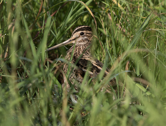Swinhoe's snipe (Gallinago megala)
