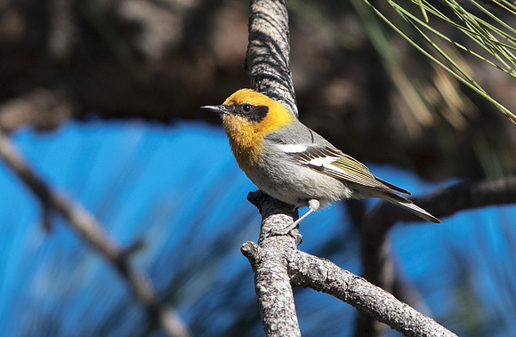 Olive warbler (Peucedramus taeniatus)