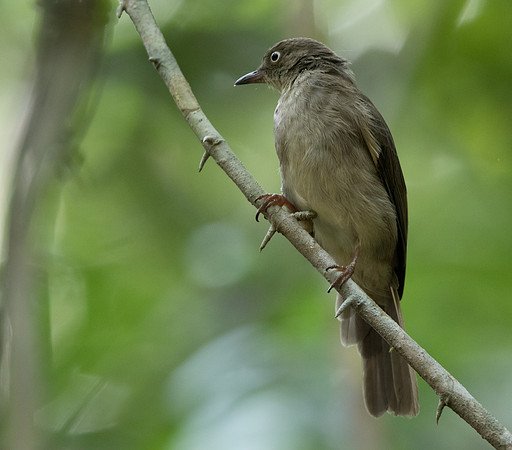 Cream-vented bulbul (Pycnonotus simplex)