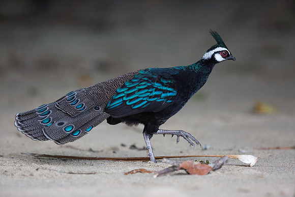 Palawan peacock-pheasant (Polyplectron napoleonis) Male