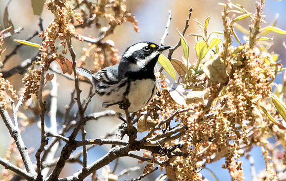 Black-throated gray warbler (Setophaga nigrescens)