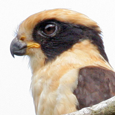 Laughing Falcon (Herpetotheres cachinnans)