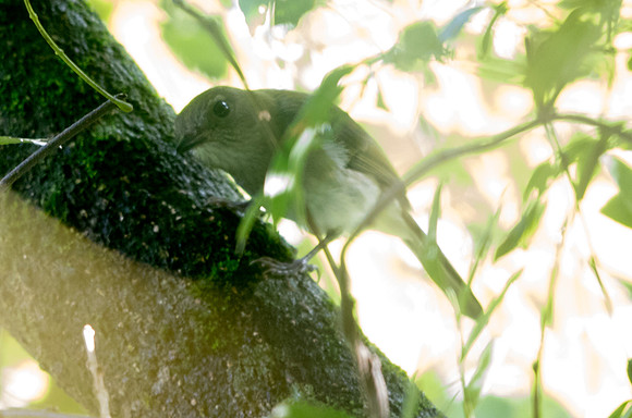 Green-backed whistler (Pachycephala albiventris)