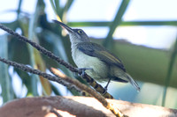 Pale spiderhunter (Arachnothera dilutior)