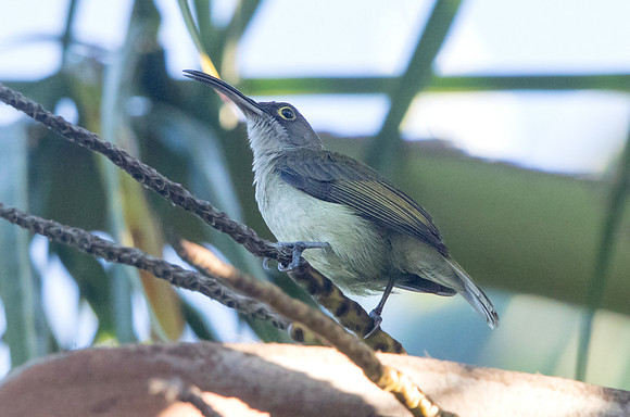 Pale spiderhunter (Arachnothera dilutior)