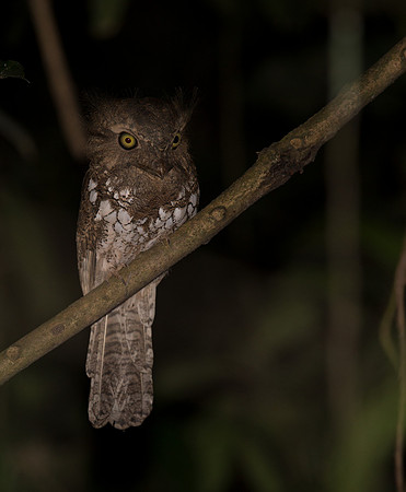 Palawan frogmouth (Batrachostomus chaseni)