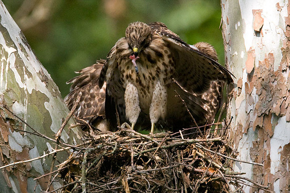 Red-shouldered Hawk (Buteo lineatus) juvenile