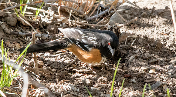 Spotted towhee (Pipilo maculatus) Male