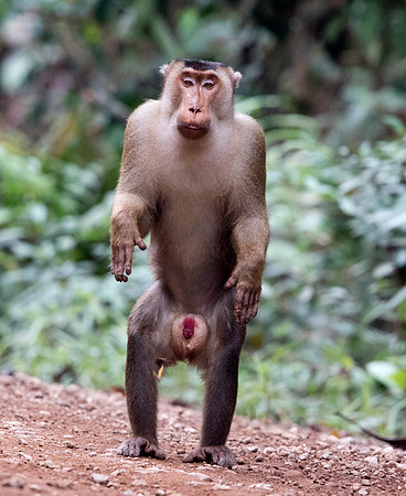 Southern pig-tailed macaque (Macaca nemestrina) Male