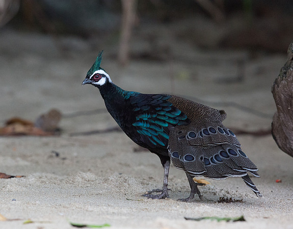 Palawan peacock-pheasant (Polyplectron napoleonis) Male