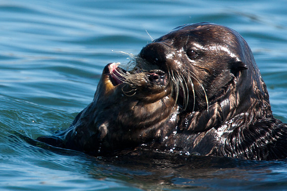 Sea Otter (Enhydra lutris)