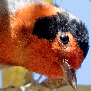 Red-faced warbler (Cardellina rubrifrons) Male