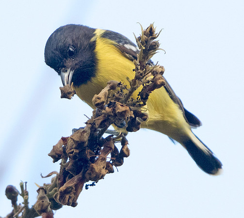 Palawan tit ( Pardaliparus amabilis)