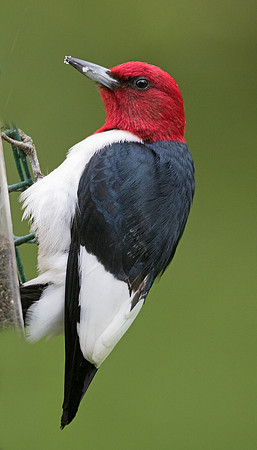 Red-headed woodpecker (Melanerpes erythrocephalus)